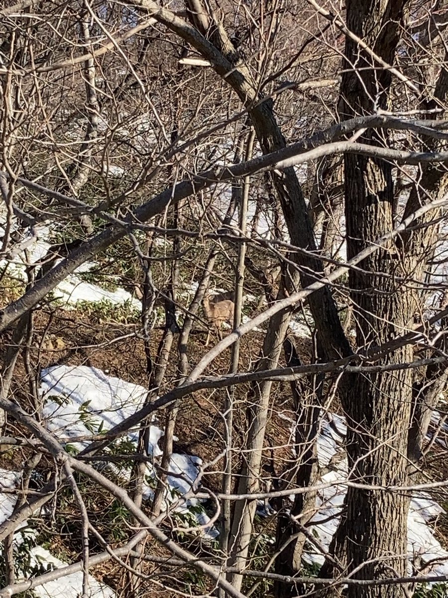 ギタリストオサム そういえば今日トレーニングの途中で鹿の家族を見つけました 藻岩山はやっぱいますね 自転車 ロードバイク 札幌 小林峠 鹿 ギタリストオサム ギタリストオサム そういえば今日トレーニングの途中で鹿の家族を見つけました 藻岩山はやっぱいますね 自転車 ロードバイク 札幌 小林峠 鹿 ギタリストオサム