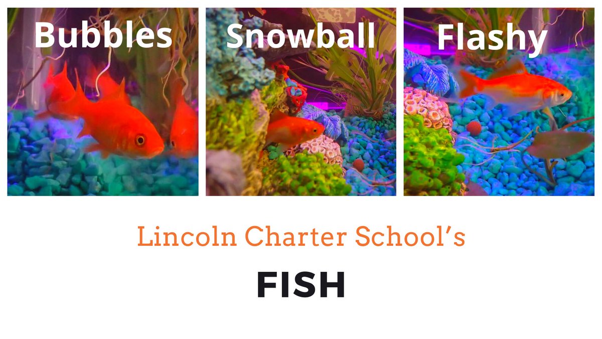 Lincoln Charter School tweet media