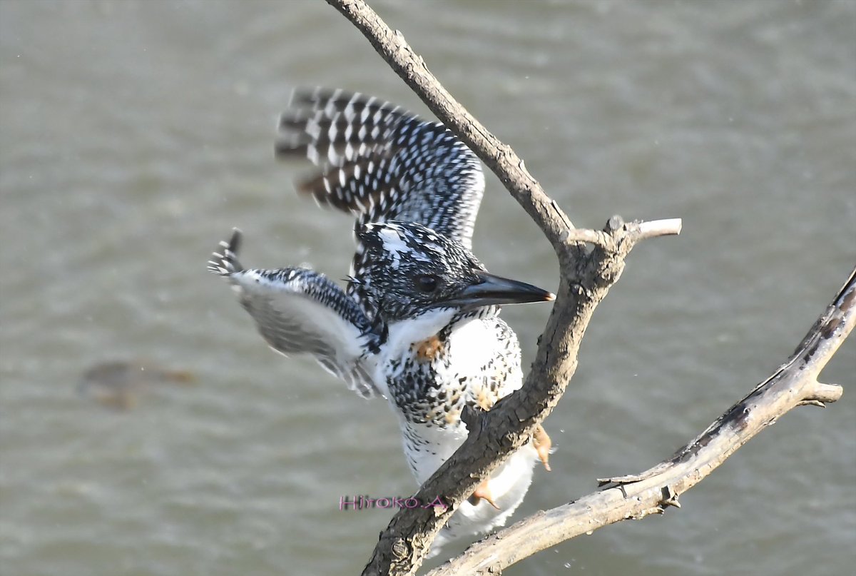 hiro_motan's tweet photo. 今日のヤマセミさま♂❣️
明日も楽しめるかな😊
Crested kingfisher
#beautiful_bird
#wild_bird
#birder
#nature
#beautiful_nature
#king_bird
#cool_shot
#best_shot https://t.co/635OlLXjx0