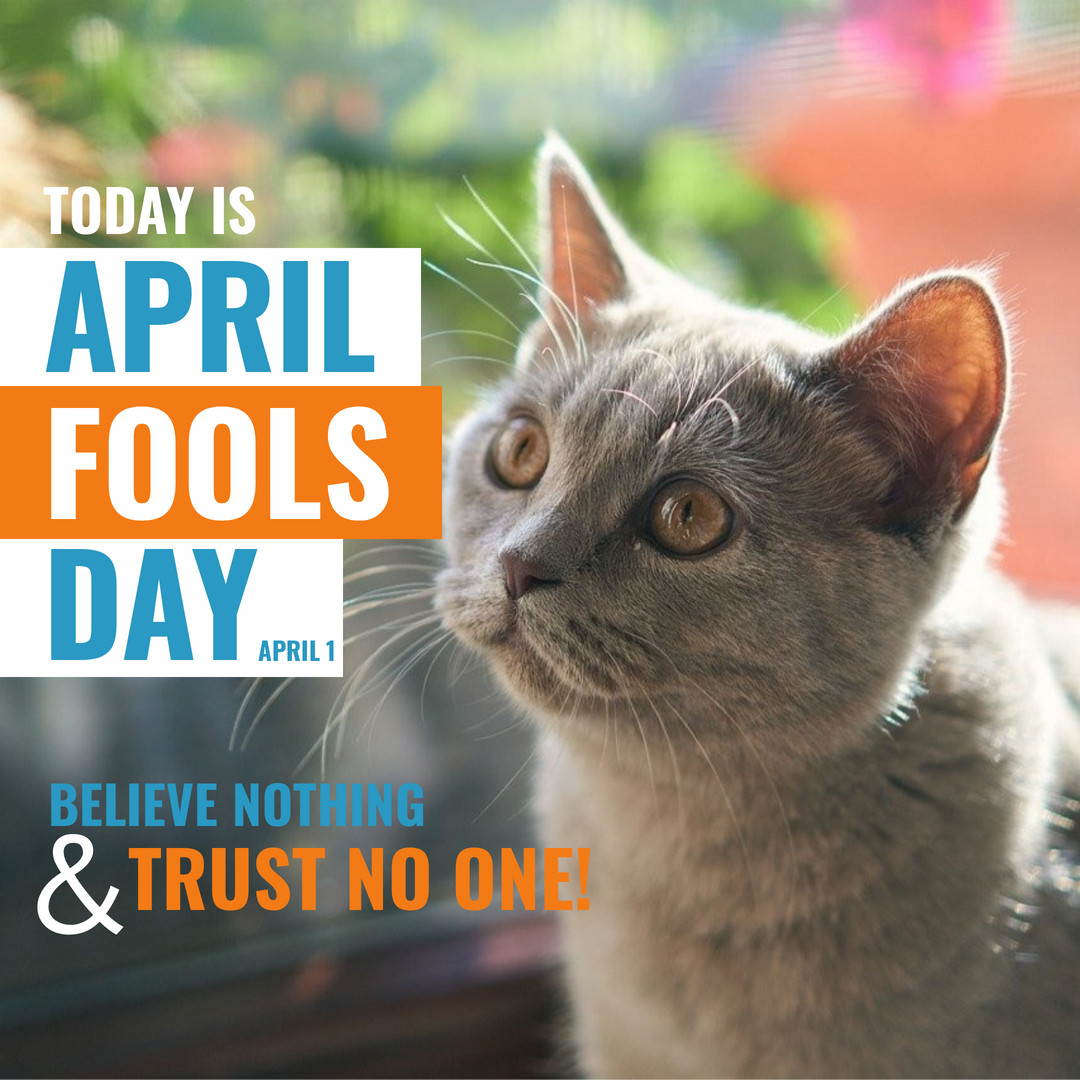 Catsitterto's tweet photo. Happy April Fool's Day! #catsittertoronto #torontocats #catsofto #petsoftoronto #torontopets #aprilfoolsday2021 https://t.co/LAj255ewIs