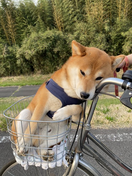 自転車 かご 日よけ 犬