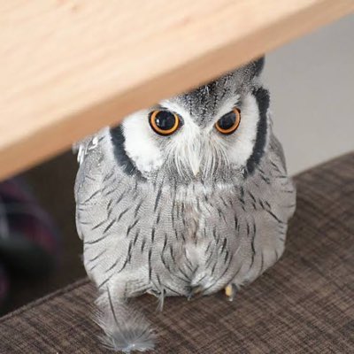 Rhine_Lab_ark's tweet photo. #新しいプロフィール画像
出遅れエイプリルフール https://t.co/AqxAU1IGYy