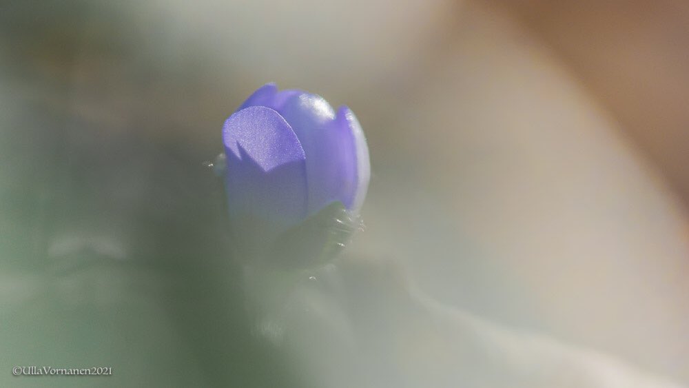 UVornanen's tweet photo. •
First one 💜
•
Kevään ensimmäinen 💜
•
#sinovuokko #luonnonkukat #commonhepatica #wildflowers https://t.co/e4pfBVx65W