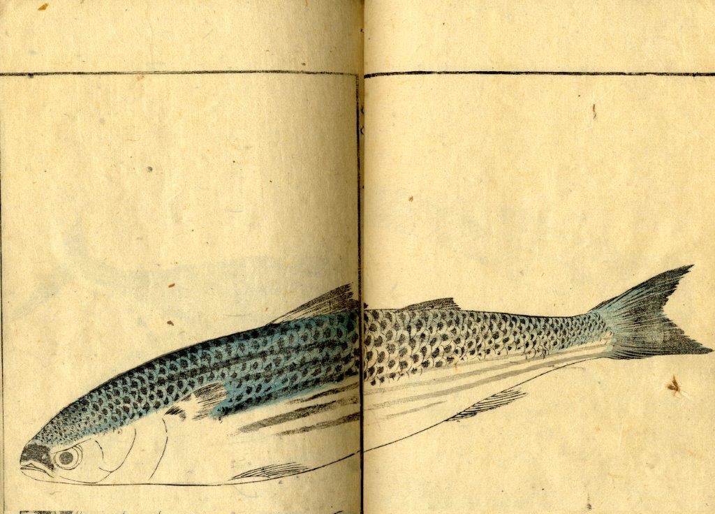 MusImprim's tweet photo. Ce beau messager d’avril flotte entre deux pages, dans le Gyokai Ryakuga Shiki, le Livre des poissons de l’artiste Kitao Masayoshi (Osaka, 1830), peintre officiel du seigneur de Tsuyama. Il vous attend au 1er étage de nos collections. #PoissondAvril #MuséesDeLyon https://t.co/CMZkVu1RuF