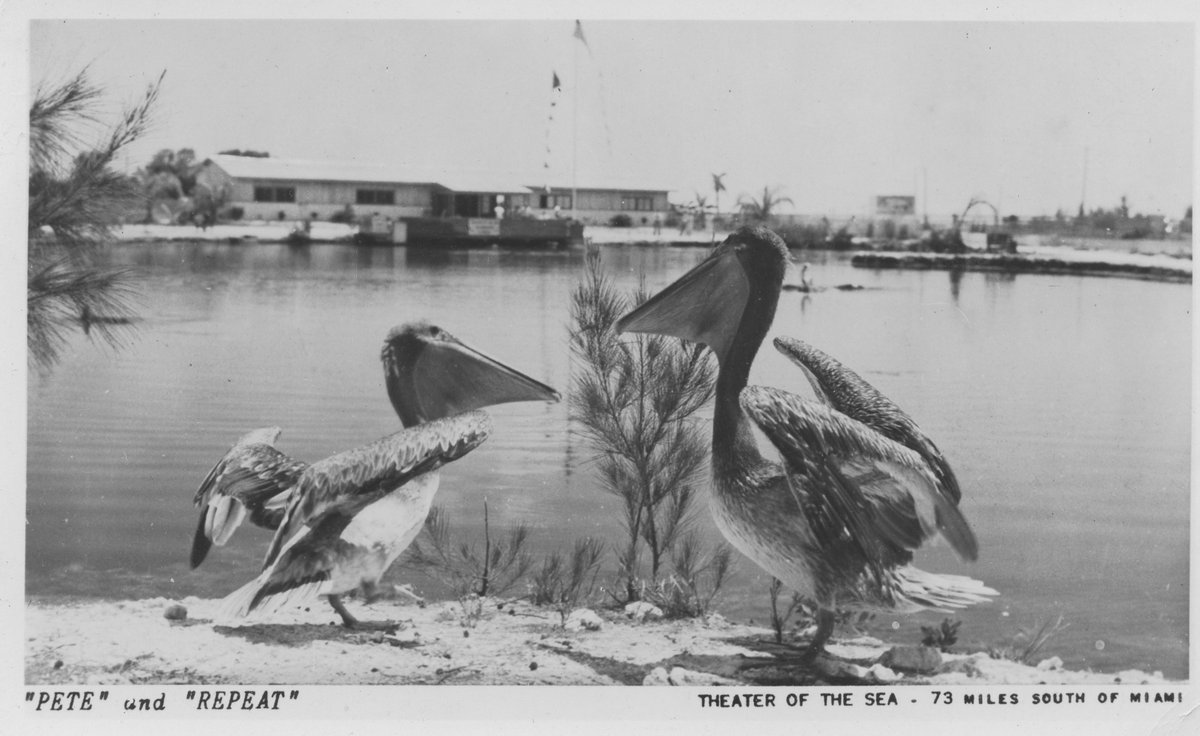 keyshistory's tweet photo. The pelicans Pete and Repeat posing for a postcard at Theater of the Sea. #WindleyKey #Theaterofthesea #Islamorada #FloridaKeysHistory https://t.co/wfOUa8yBCC