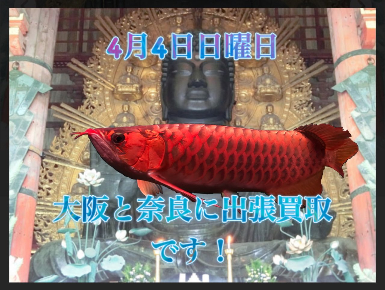 熱帯魚買取人 Netaigyokaitori Twitter