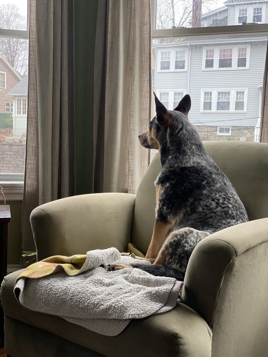 gjosephs's tweet photo. Hello April ... Starting with the titular showers. Aspen is having none of it. https://t.co/B0BNKFmYkH