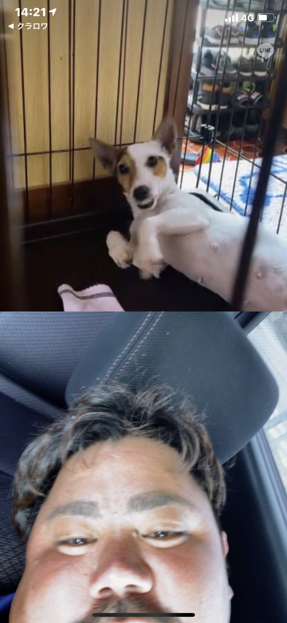 ブルブル犬 Twitter Search Twitter