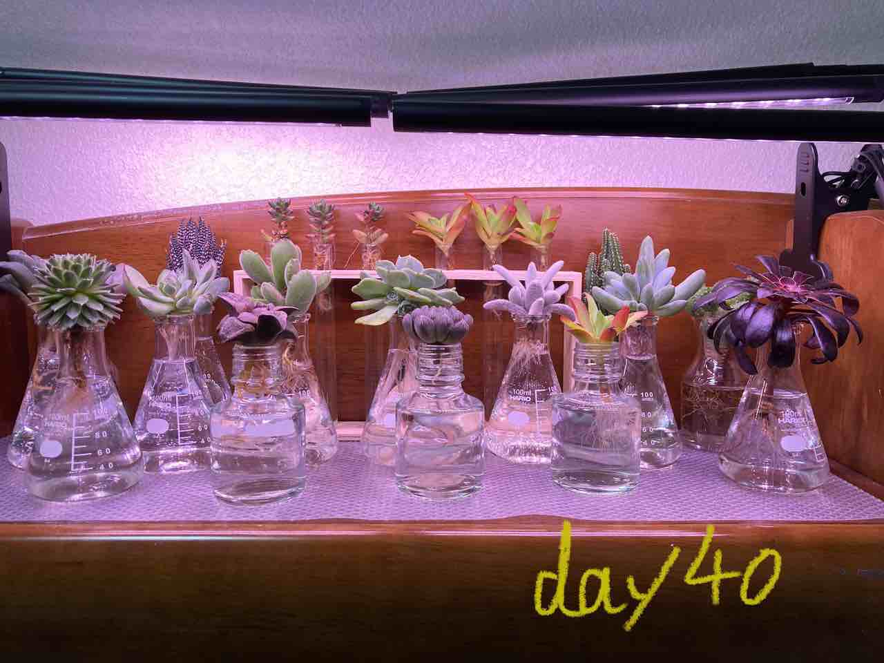 Domino 多肉植物の水耕栽培40日目 多肉植物 水耕栽培 多肉水耕栽培https T Co Khlth2zwwo Twitter