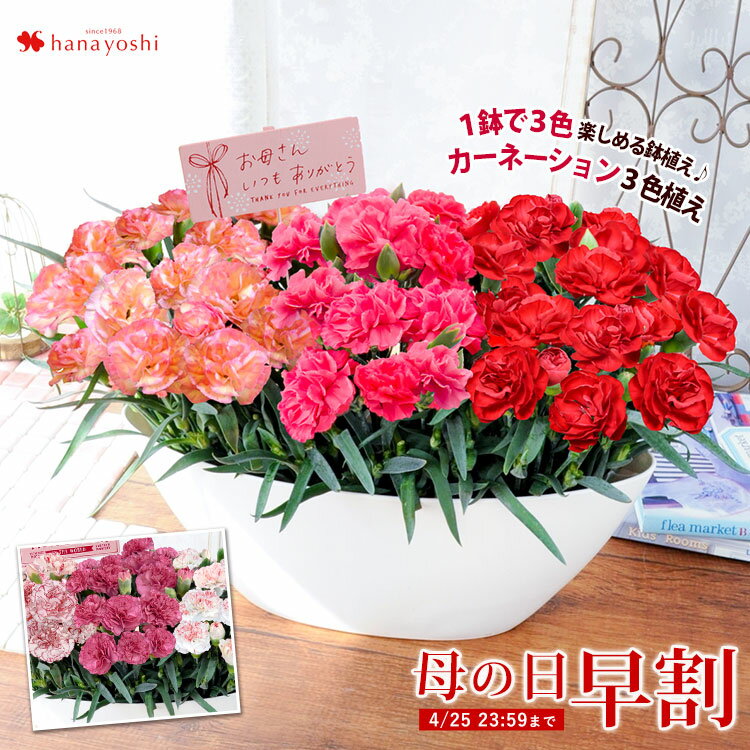 みーこ 早割 母の日 プレゼント ギフト 花 鉢植え 送料無料 1鉢で3色楽しめる 母の日限定 カーネーション 3色植え 選べる3種類 5 4 5 9の間にお届け 母の日プレゼント 花鉢 珍しい 鉢花 母の日ギフト 楽天 T Co Hdwn5ypwmc Rakuafl T みーこ 早割 母の日 プレゼント ギフト 花 鉢植え 送料無料 1鉢で3色楽しめる 母の日限定 カーネーション 3色植え 選べる3種類 5 4 5 9の間にお届け 母の日プレゼント 花鉢 珍しい 鉢花 母の日ギフト 楽天 T Co Hdwn5ypwmc Rakuafl T