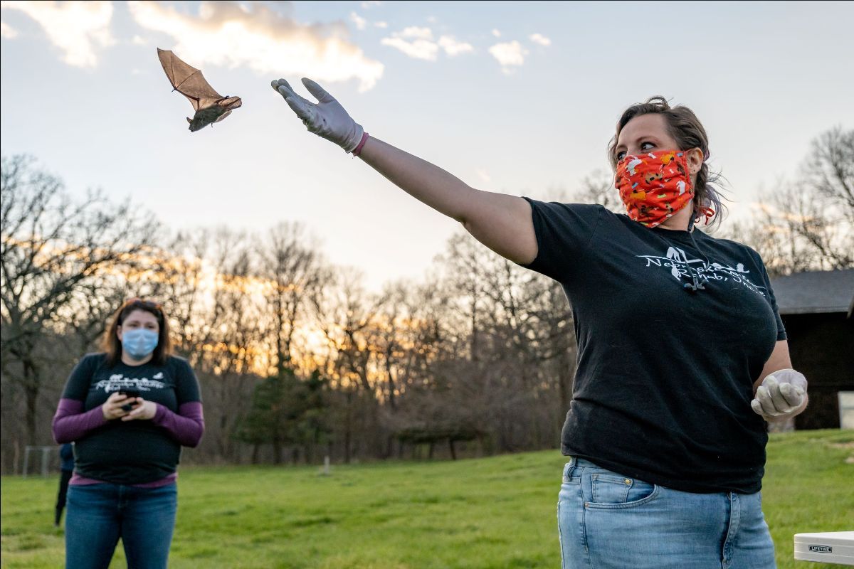 Join us for (Virtual) Bat Release this coming Saturday! - mailchi.mp/nebraskawildli…