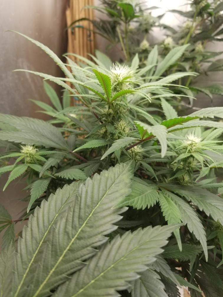 Suite Leaf Nutrients tweet media