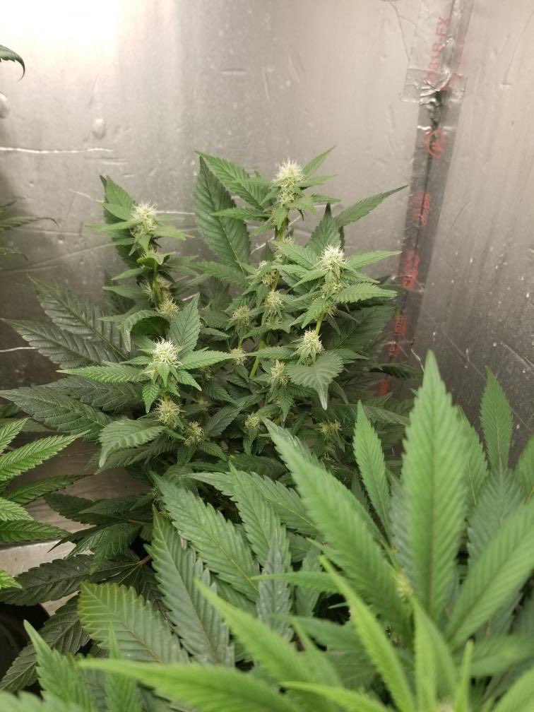 Suite Leaf Nutrients tweet media