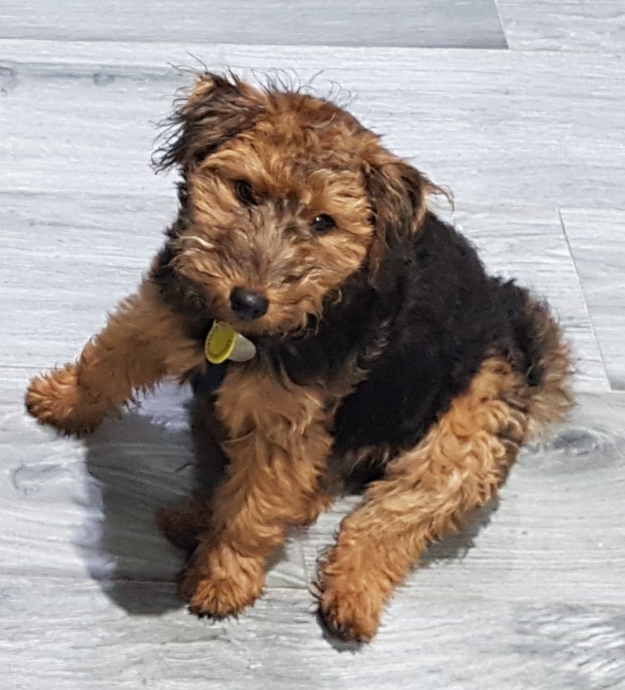 Stitty55's tweet photo. @gryffinpaw I practiced them as a puppy https://t.co/wG4qRvDddc