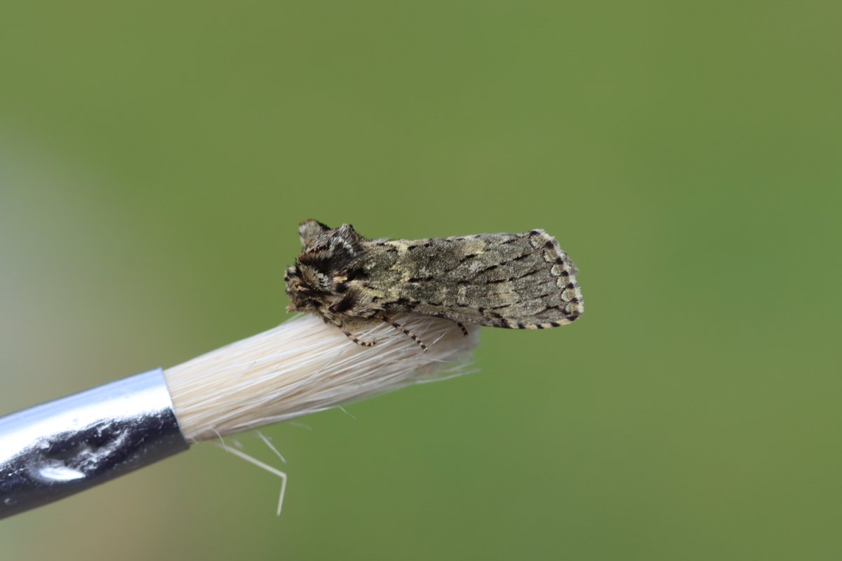 Spinkybird's tweet photo. Did some mothing at Mum's place, there were dozens of Small & Common Quakers, but take a look at these...
#OakBeauty #FrostedGreen #NutTreeTussock #BrindledPug (#NotAllPugsAreDogs) #RedChestnut
#MothsMatter #TeamMoth @norfolkmoths https://t.co/bbl6xf0OHg