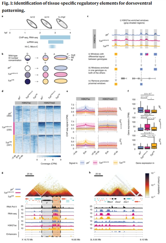 Nature Genetics (@naturegenet) on Twitter photo 🧬Online today <a href="/NatureGenet/">Nature Genetics</a> from Juan M. Vaquerizas and colleagues:
Independence of chromatin conformation and gene regulation during Drosophila dorsoventral patterning | 👉go.nature.com/2QNsalR 🧬Online today <a href="/NatureGenet/">Nature Genetics</a> from Juan M. Vaquerizas and colleagues:
Independence of chromatin conformation and gene regulation during Drosophila dorsoventral patterning | 👉go.nature.com/2QNsalR
