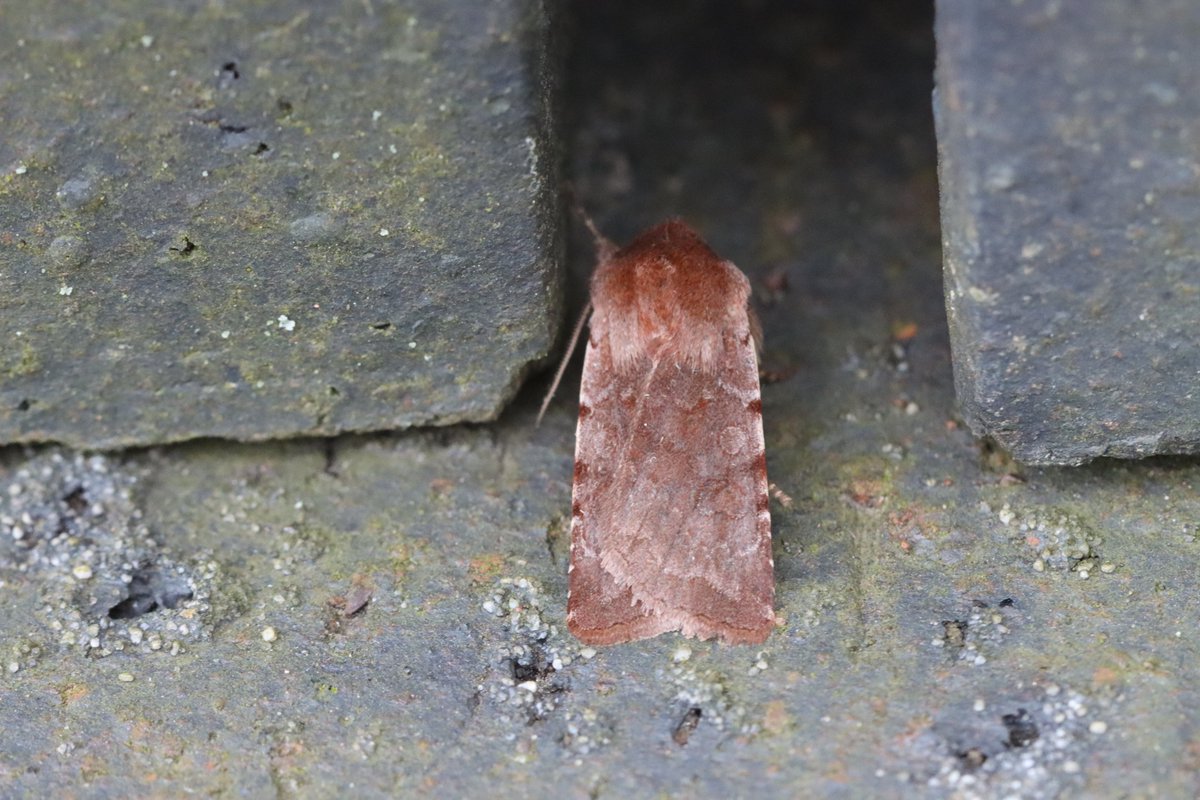 Spinkybird's tweet photo. Did some mothing at Mum's place, there were dozens of Small & Common Quakers, but take a look at these...
#OakBeauty #FrostedGreen #NutTreeTussock #BrindledPug (#NotAllPugsAreDogs) #RedChestnut
#MothsMatter #TeamMoth @norfolkmoths https://t.co/bbl6xf0OHg