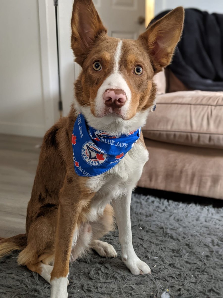 MattWillcox's tweet photo. Pax is ready for opening day! @BlueJays #WeAreBlueJays https://t.co/DB0tGw8Sbx