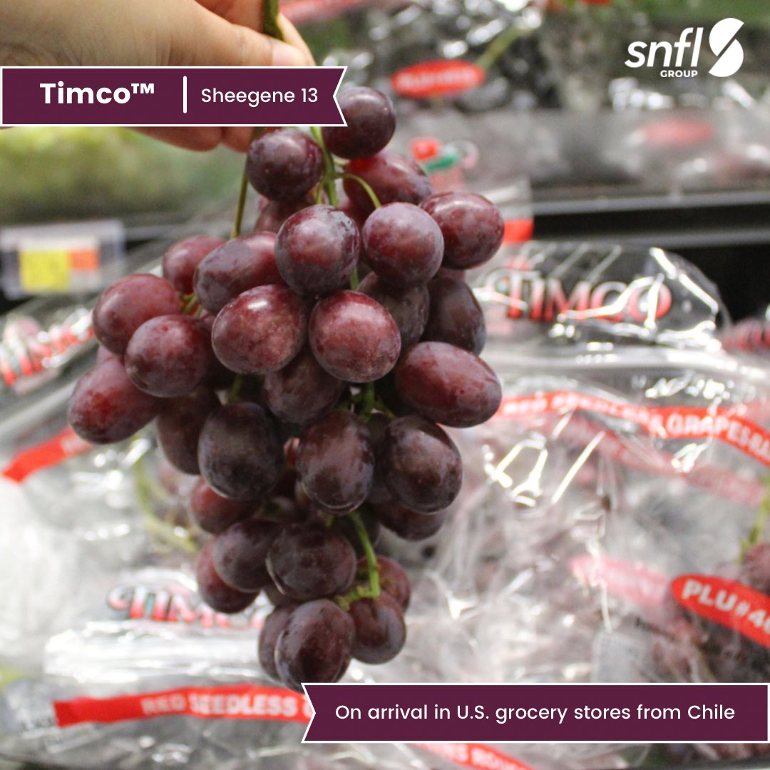 JUST IN: Good quality of Chilean Timco™ (Sheegene 13) on arrival in U.S. grocery stores despite the weather challenges this Season. 🍇
.
.
.
#Sheehan #SNFL #Grapes #Uvas #TableGapes #UvasDeMesa  #GrapesFromChile #SeedlessGrapes
