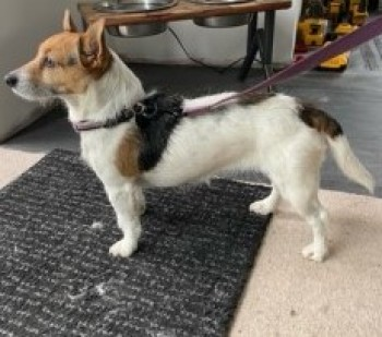 millypod1's tweet photo. ๐30 MAR 2021. MILLIE #Lost #ScanMe #Tagged
Jack Russell Terrier Female
#WestWellow #Romsey #Hampshire #SO51
Please could local people check any video (CCTV, doorbell, vehicle) and help poster a 5 mile radius.
SIGHTINGS PLZ โ๏ธ07771 771 194/ 07957 483 493
https://t.co/Mdfj9VhPWP https://t.co/j8LUso6B7J