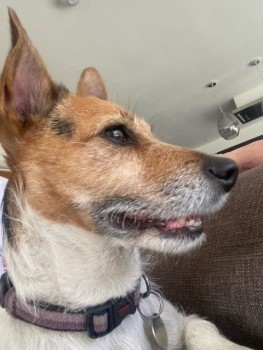 millypod1's tweet photo. ๐30 MAR 2021. MILLIE #Lost #ScanMe #Tagged
Jack Russell Terrier Female
#WestWellow #Romsey #Hampshire #SO51
Please could local people check any video (CCTV, doorbell, vehicle) and help poster a 5 mile radius.
SIGHTINGS PLZ โ๏ธ07771 771 194/ 07957 483 493
https://t.co/Mdfj9VhPWP https://t.co/j8LUso6B7J