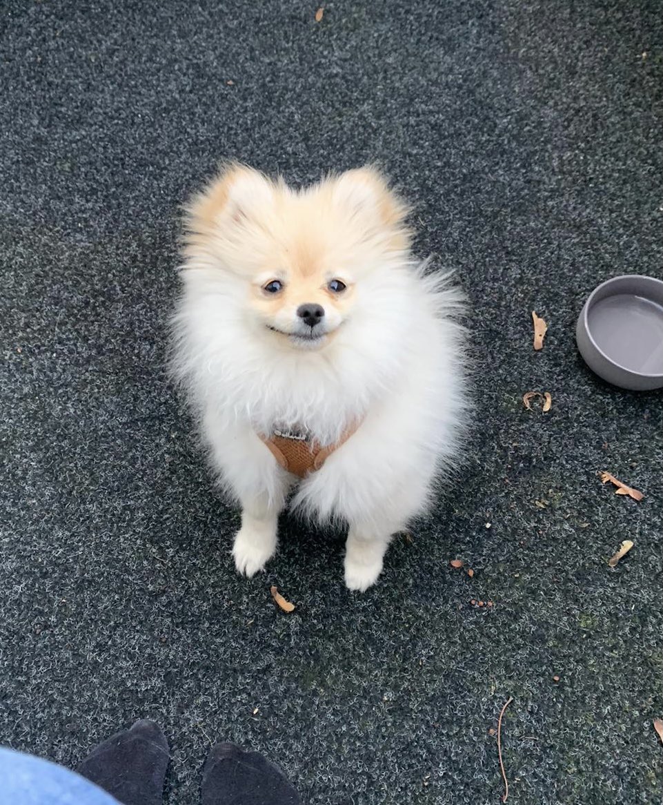 Hallo ihr lieben 🥰 wollte euch nur kurz an diesem wundervollen Lächeln teilhaben lassen 🐶☺️

Allen schöne Ostertage 😇