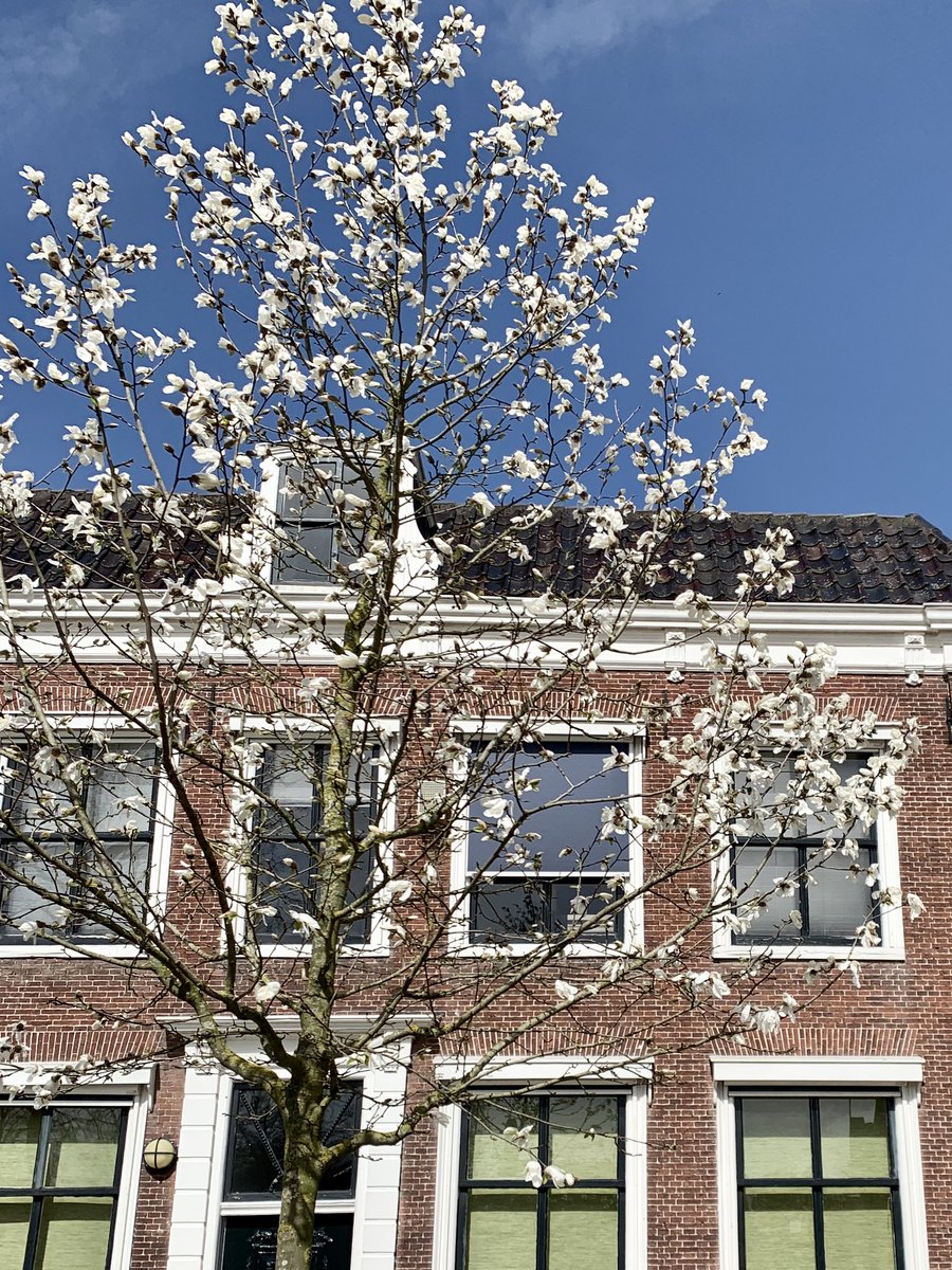 #bibliotheekhoorn staat in bloei!