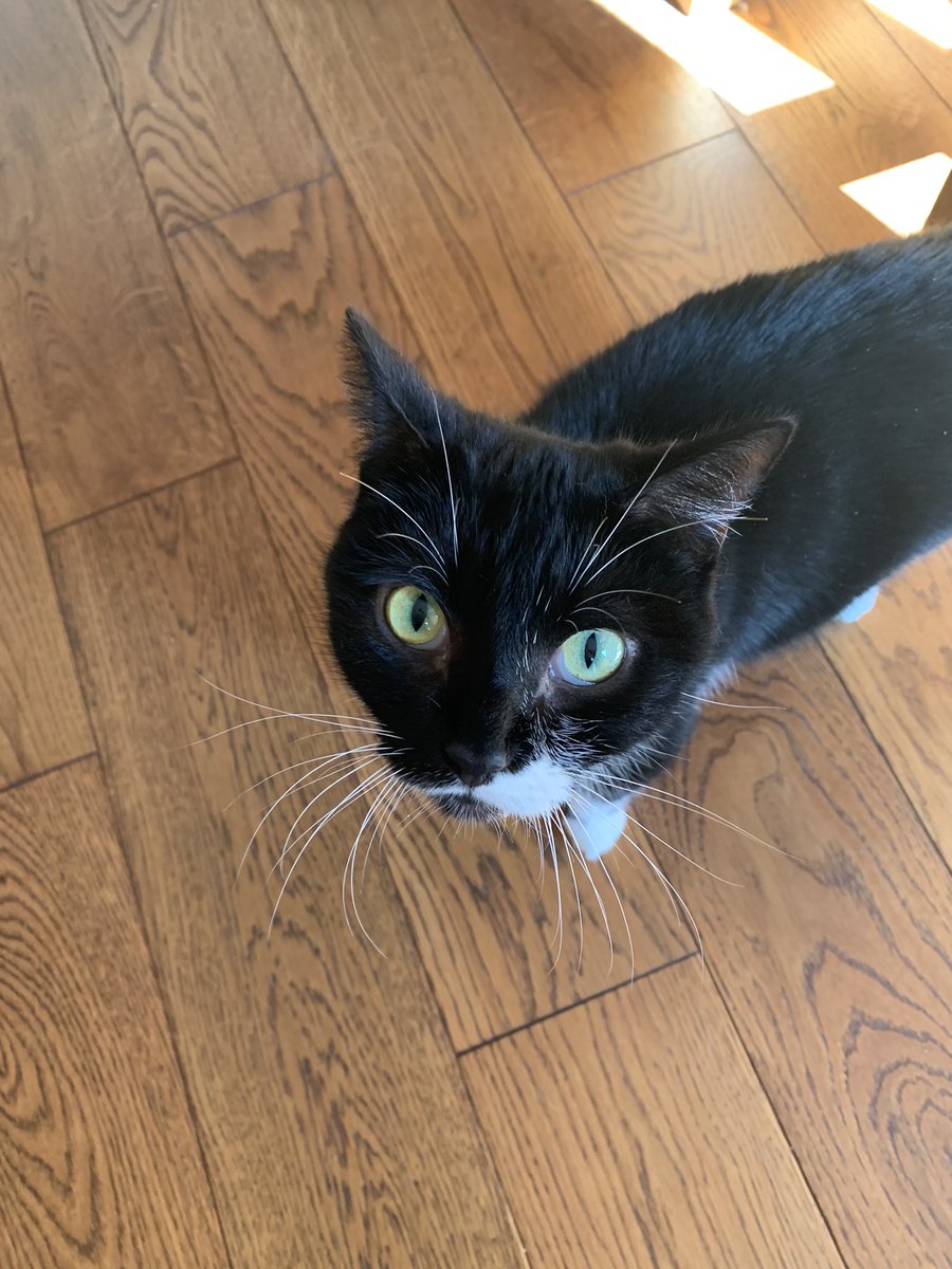 Delighted that <a href="/CatsProtection/">Cats Protection</a> are re-opening their shop in Shawlands, Glasgow on 26 April. DCI Jane Tennyson has been saving up her pocket money!