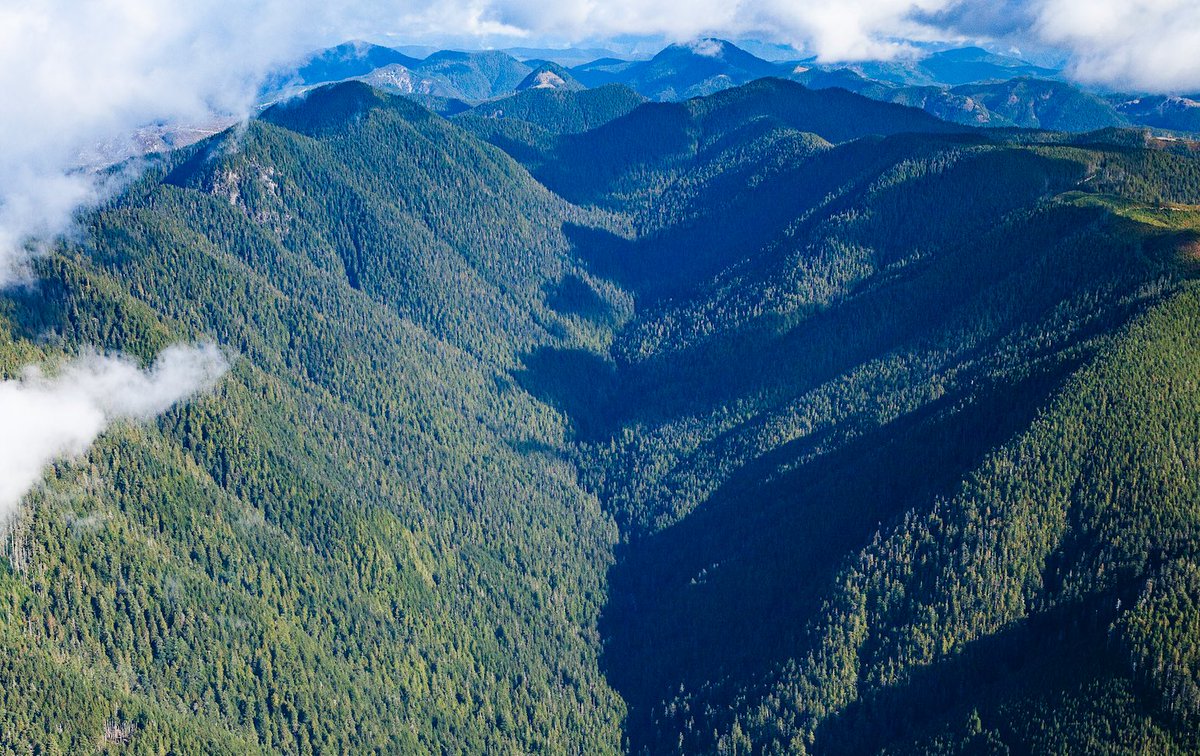wildernews's tweet photo. BREAKING: The Supreme Court of BC has granted an excuse injunction against the Fairy Creek Blockades. 

Logging and road building has been blocked for nearly eight months, and now things could heat up on the backroads.

#bcpoli #oldgrowth #SaveFairyCreek https://t.co/6KhkctV8dg