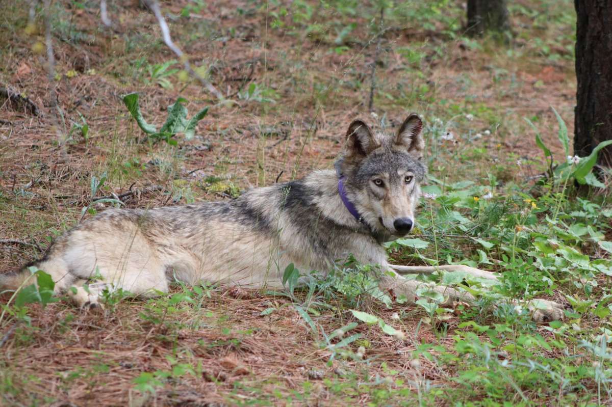 BruceBrothers's tweet photo. Gray wolf on epic California journey nears Bay Area

No one is sure what he's looking for, or why he's so far from home.

https://t.co/okWqtNe3vs
@SFGate https://t.co/k8uCJnRMXa