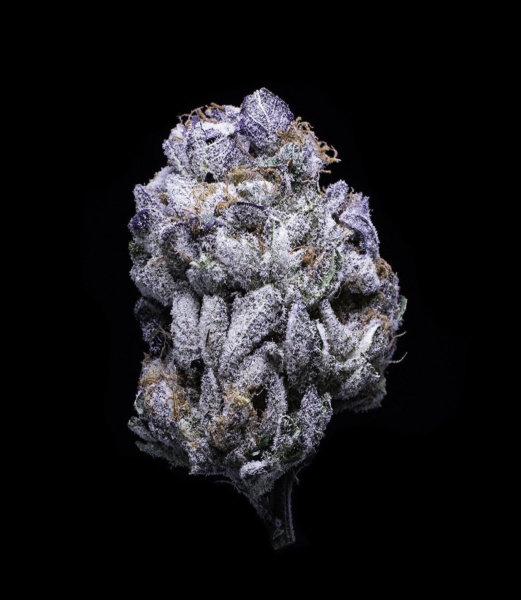 Ever tried our Sea Monkey?
💙💙💙
.
.
#seamonkey #fresh #drybud 
#falcanna #smokefancy 
.