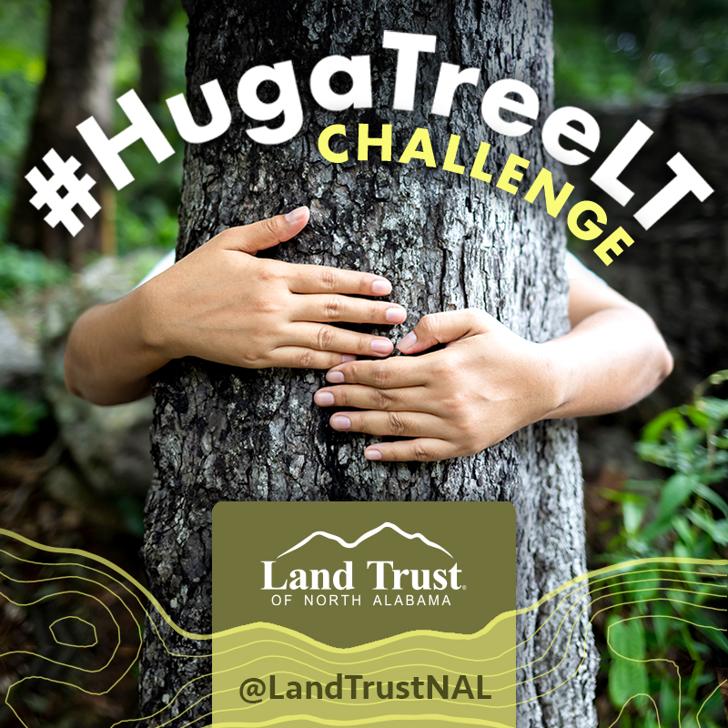 LandTrustNAL's tweet photo. Accept the #HugaTreeLT Challenge and start exploring amazing local spaces while learning about nature. From Apr–Dec 2021, we'll feature trees found on #landtrustnal properties. Win a prize when you hug & share all 9! 💚🌳Get started at https://t.co/fBSx9SMCNT https://t.co/edVkZEyicv