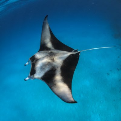 IdiveMaldives's tweet photo. #NewProfilePic https://t.co/7WDDjyGi0T