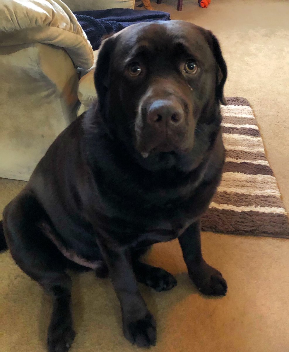 charlottmc's tweet photo. Best day ever! Our sweet @madaboutlabs boy turns 2 today and half of his family got their first shots! ♥️🎉. Edelman approves! #DogsofTwittter #chocolatelab #dogsofnewbrunswick #UBB @WilliamLSeymour https://t.co/Byx8LM5MI7