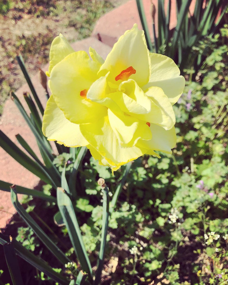 WilsonArtsPTA's tweet photo. We are LOVING the beautiful spring flowers planted at Wilson by Katie H and the grounds crew! 🌼🌷🌸 https://t.co/Hzh4UTIjEY