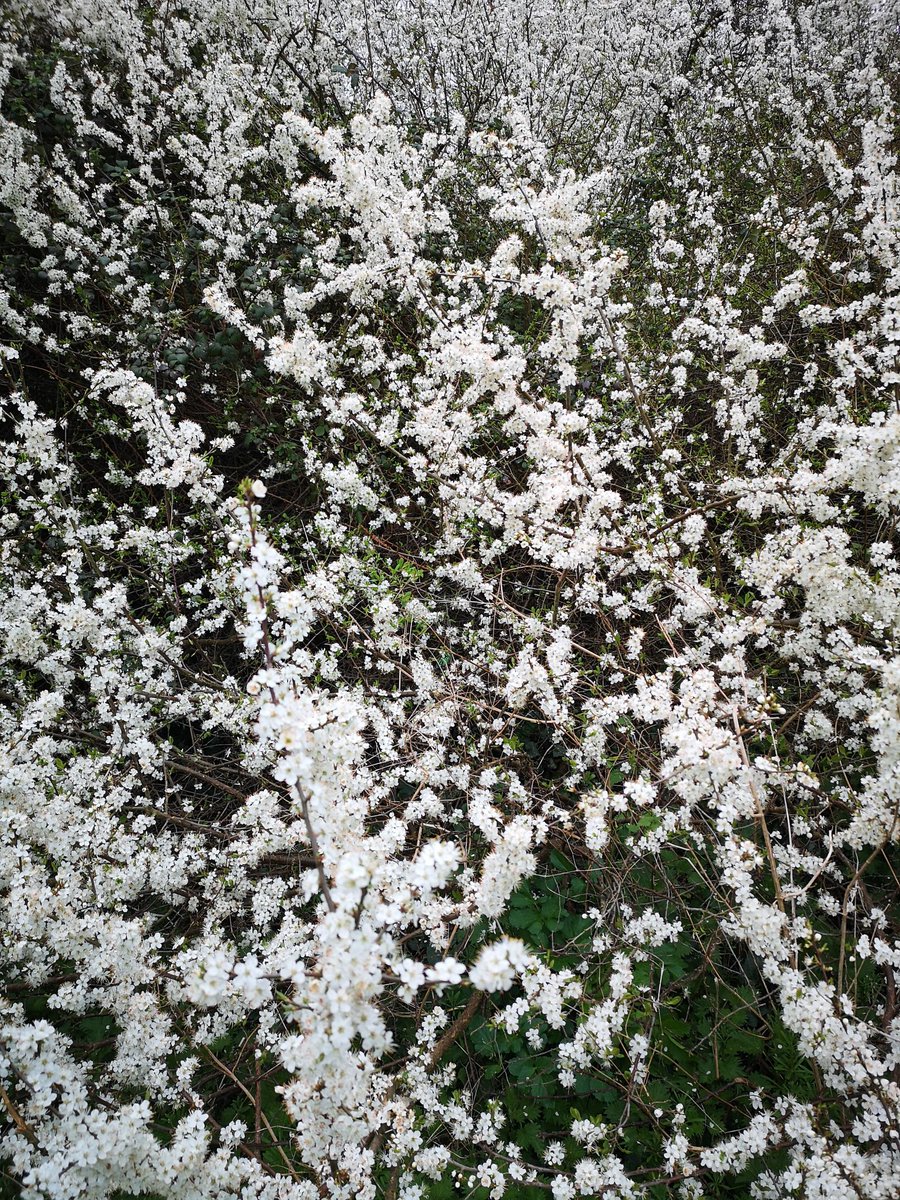 Every year this Blackthorn (Prunus spinosa) break near Rathgar catches my breath. At its finest today I think. @BioDataCentre #nativeirishtrees