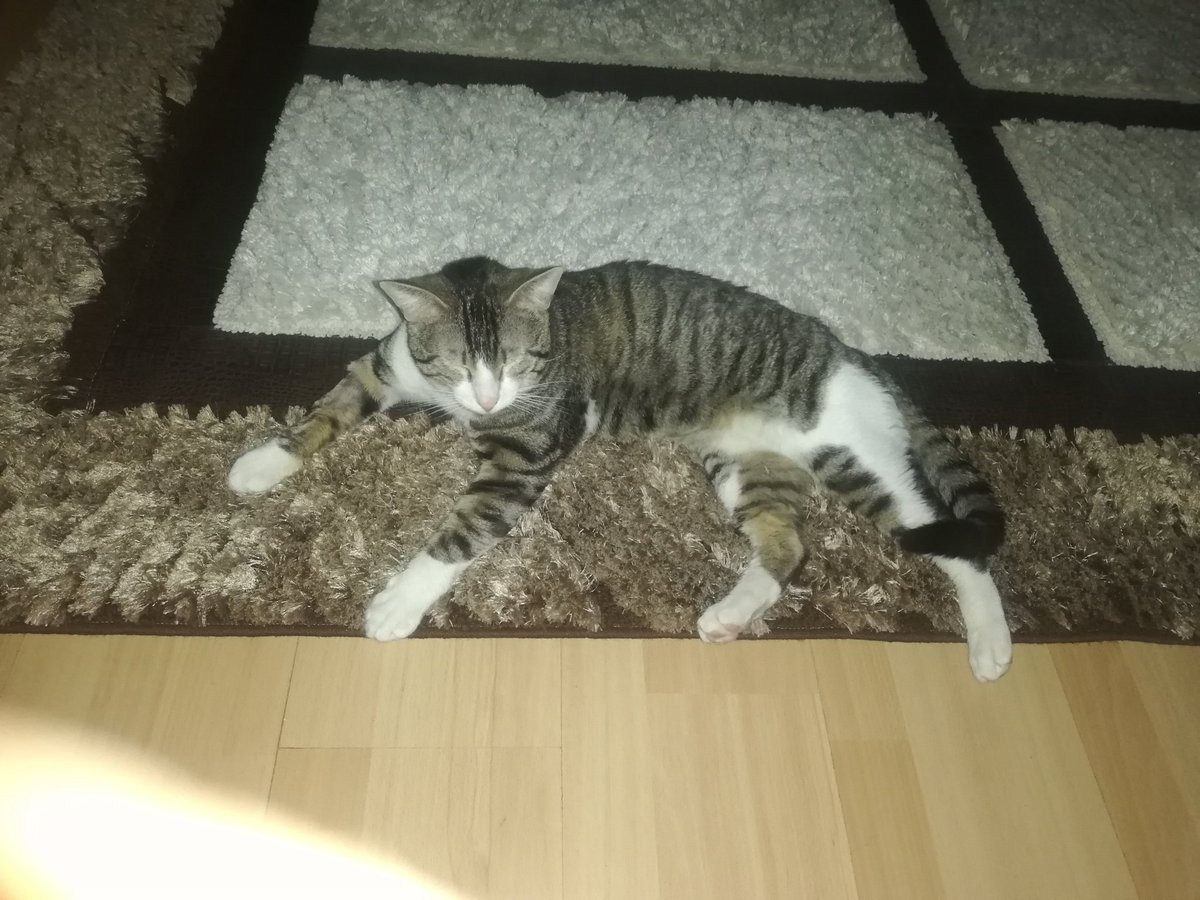warriorkepce's tweet photo. 🆘🆘🆘🆘🆘 Kepçenin size ihtiyacı var lütfen patisinden tutun 😢 kalan gün sayımız https://t.co/TsICXrYVpq kalan ilaç eksiğimiz 8 sise ilaç lütfen 🙏 çay paraniza talibiz sadece bizim bu ilaca gücümüz yetmez 🙏🙏🙏🆘🆘🆘🆘 https://t.co/bAJ6JvRcRU