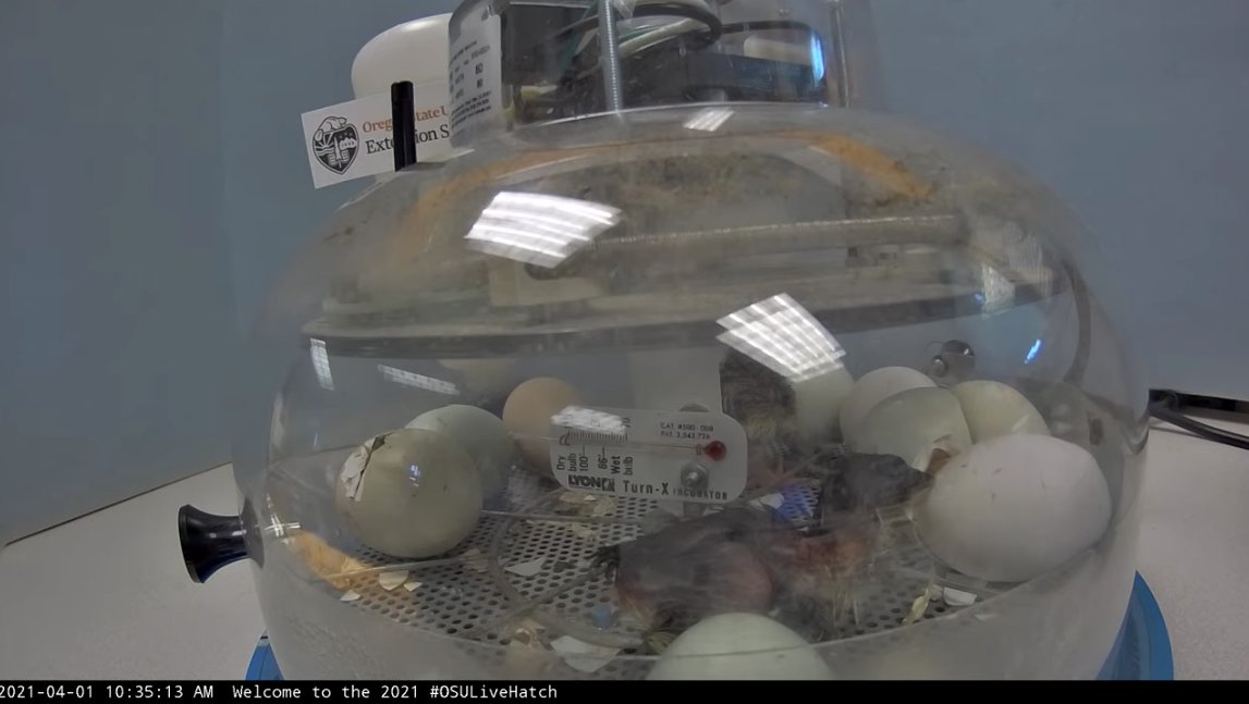 OregonStateExt's tweet photo. One of the biggest mistakes new chicken parents make is feeding their girls too many treats. Don’t consider scraps as a primary part of your chicken’s diet, it dilutes their diets and reduces egg production.
Livestream: https://t.co/q1htfGBBEP
#OSULiveHatch https://t.co/rofqJHLvdG