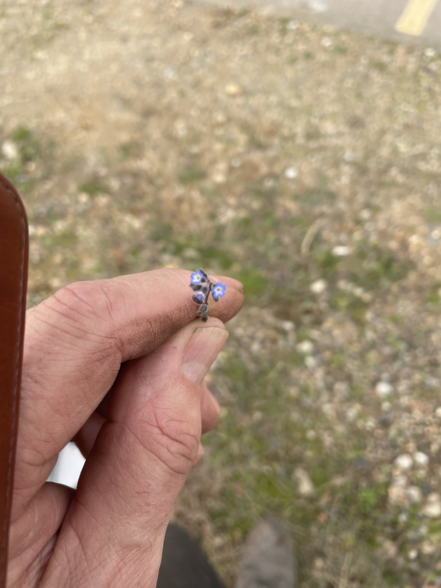 Small but beautifully formed and I don’t mean my fingers! #wildflowers #greenroofs