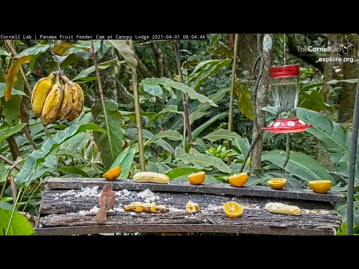 BadMoveNeil's tweet photo. Red-crowned Ant-tanager at the feeder. The female came several seconds later. @PanamaFeederCam https://t.co/KkjzGFupFD
