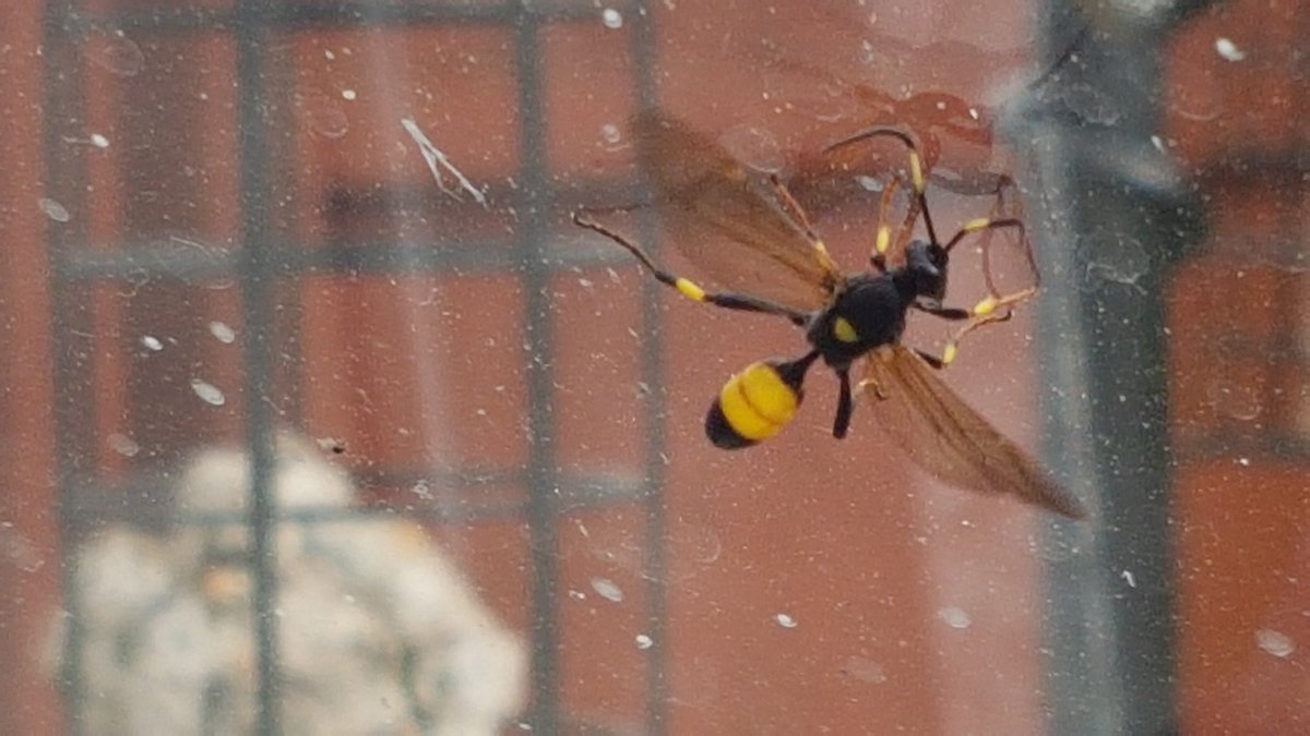 This insect joined me in the glasshouse this morning, can someone tell me what it is <a href="/IoloWilliams2/">Iolo Williams</a> <a href="/WTWales/">Wildlife Trusts Wales</a>