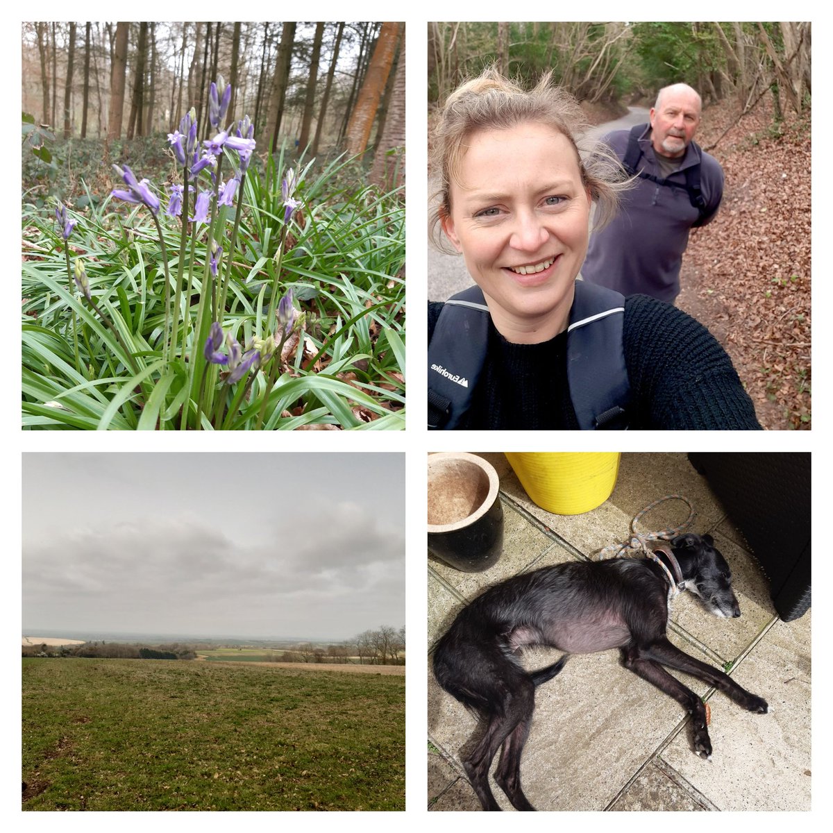 Lizadorauk's tweet photo. A lovely walk along the Chilterns with my Dad. A few bluebells out already and a lurcher who now appears broken! #Spring #Chilterns #Ipsden https://t.co/NmnJ2wosX2