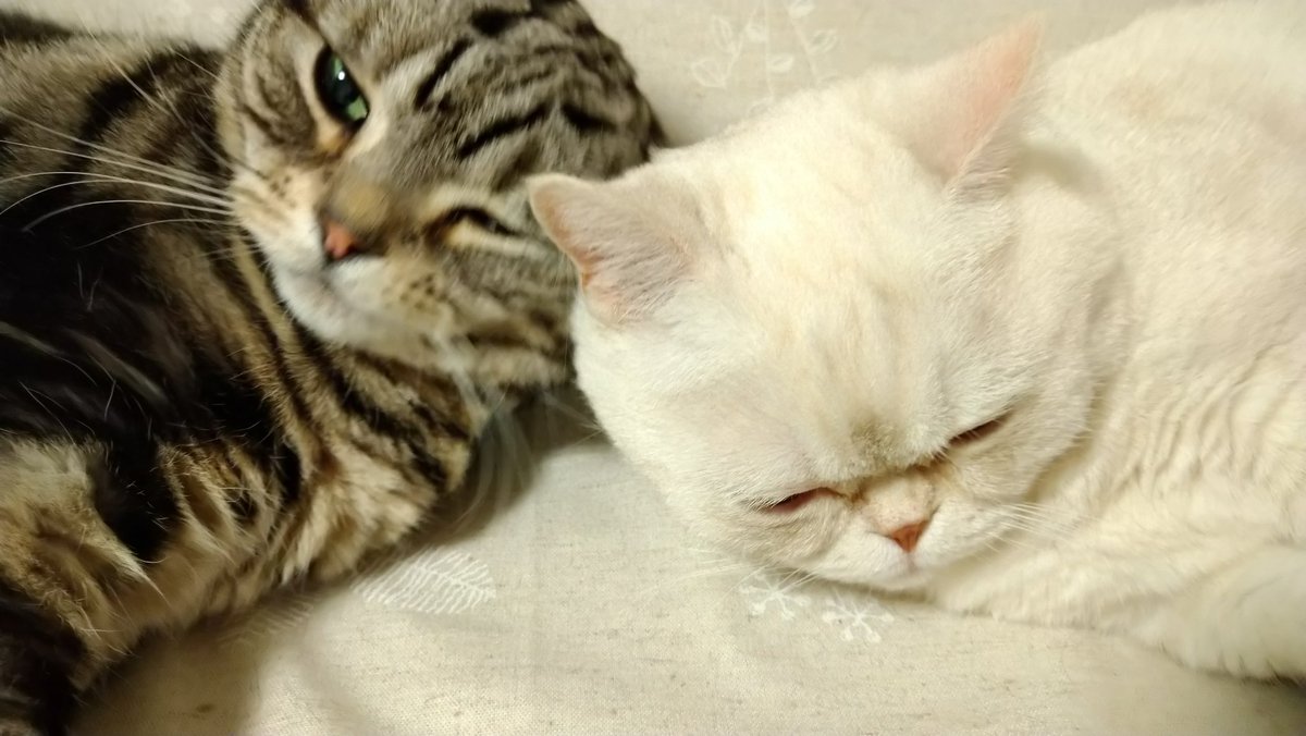 ねこカフェmimi Verisa3773tida Twitter ねこカフェmimi Verisa3773tida Twitter