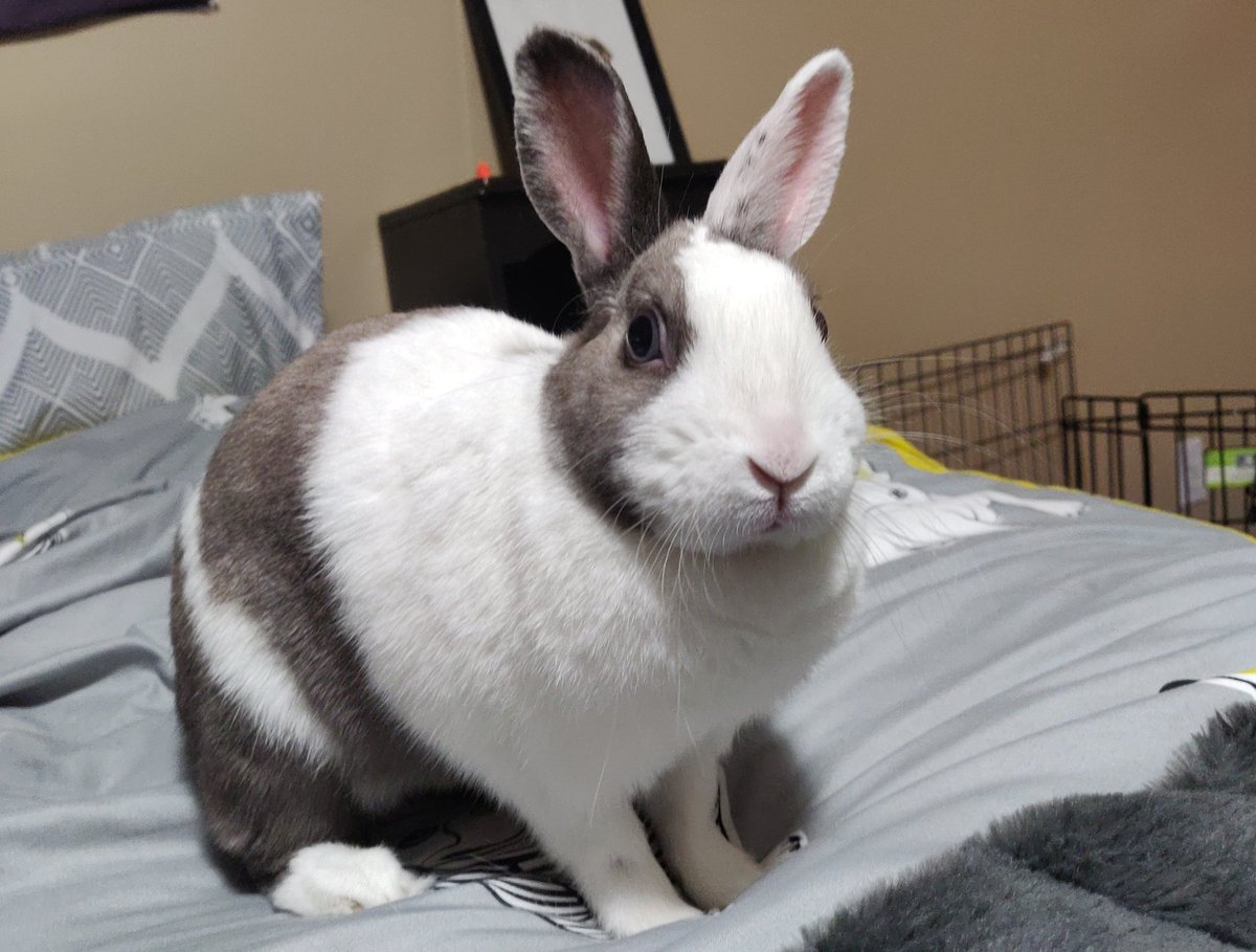 Megaafauna's tweet photo. Annual reminder, Mallow is a lot of things but she is not:
• Low maintenance
• Cheap/affordable
• Great for kids 
• Exempt from veterinary care
• A short commitment 
• An Easter gift 🙄 https://t.co/FKwhB0e2UF