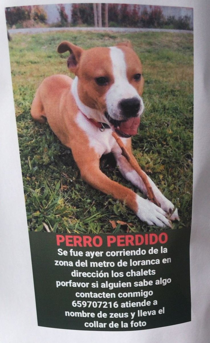 PERRITO PERDIDO EN LORANCA, FUENLABRADA. UN RT PARA QUE ZEUS VUELVA A CASA 🐶🏠💝