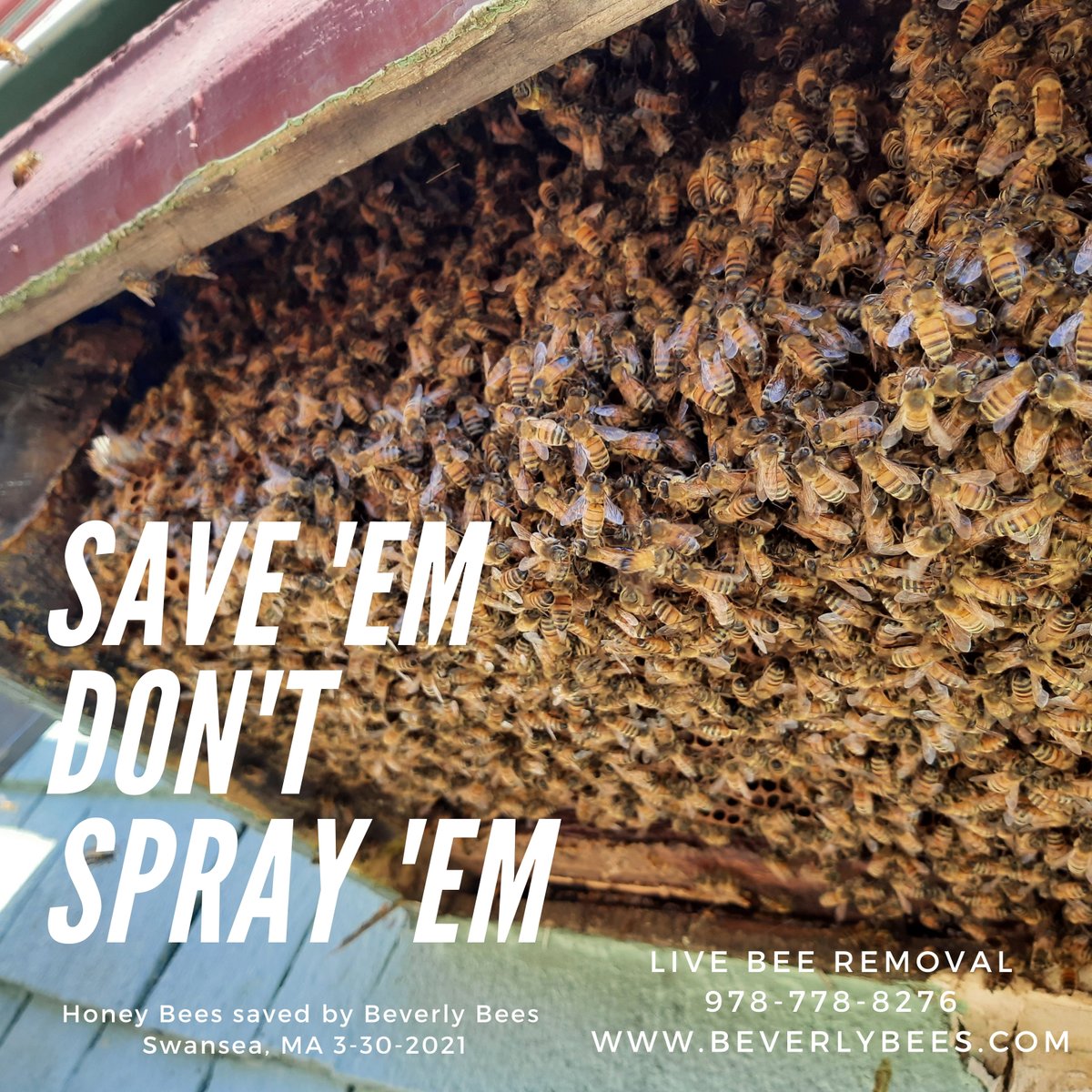 BeverlyBees's tweet photo. Got Bees? Call Beverly Bees! We save bees and remove wasps pesticide free. This cute little colony survived 2 winters inside some decorative moulding on a house in Massachusetts. #wesavebees #savethebees #beeremoval #beerescue #livebeeremoval #cutout #honeybees #bees #nospraying https://t.co/39NBz8enSH
