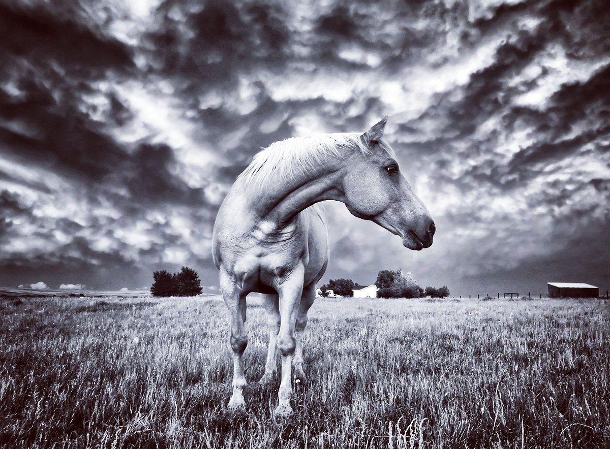 EFischhofer's tweet photo. More from clearing old camera cards ... another pic of our #horse ,Jazz, from years ago; decided to post this one in black and white.
#d700 #jazz #clouds #altocumulus #beautifulevening #blackandwhite #inourownbackyard https://t.co/iw7HLlGA00