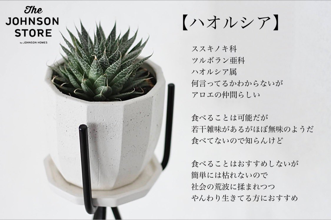 Inzone ザ ジョンソンストア店 4月になりました 春ですね グリーンやお花の季節ですね 北海道はまだ桜は咲きません 多肉植物 ハオルシア アロエ グリーンのある暮らし 植物のある暮らし ズボラ女子 花より団子 団子より焼肉 坂井 Inzone ザ ジョンソンストア店 4月になりました 春ですね グリーンやお花の季節ですね 北海道はまだ桜は咲きません 多肉植物 ハオルシア アロエ グリーンのある暮らし 植物のある暮らし ズボラ女子 花より団子 団子より焼肉 坂井