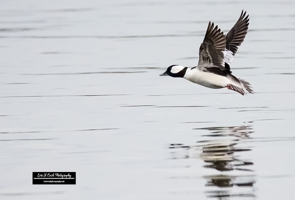 LoriACash's tweet photo. Happy April!!!
A bufflehead drake in flight over Mill Creek in Hampton, Virginia. The buffleheads are still lingering around Mill Creek and have not started their migration north, yet.
#buffleheads #ducks #birds #birdsinflight #TwitterNatureCommunity #virginiawildlife #vabirds https://t.co/ilBV3G12el