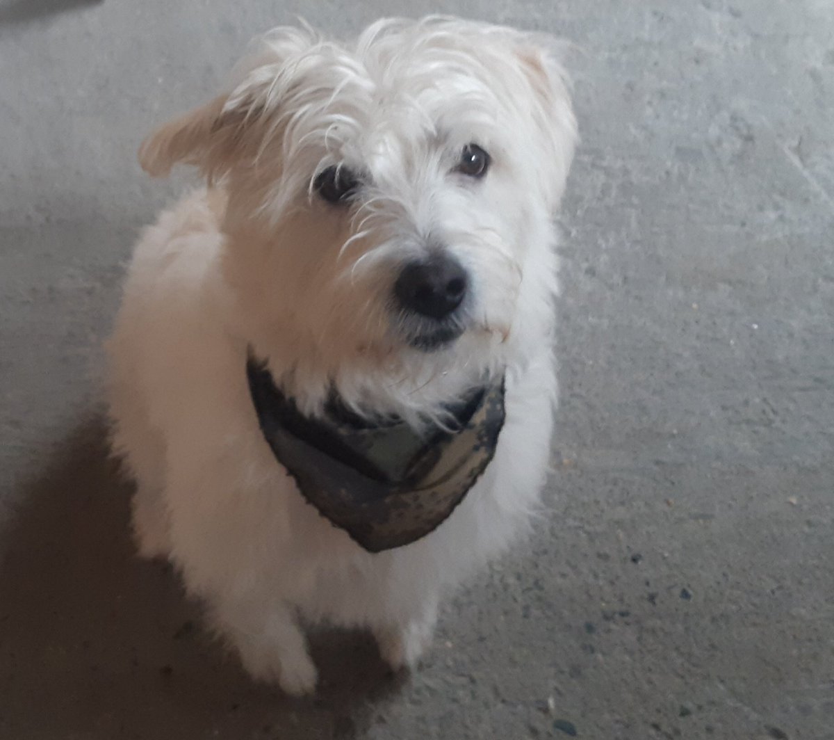 Caro_suarez19's tweet photo. Este mundo cada día hay personas más inescrupulosas, a las 7 de esta mañana murió mi perrito, lo envenenaron, y esas personas que lo hicieron, no saben el dolor tan grande por el cual estoy pasando, se llevaron a mi bebé, mi todo.
Con gran tristeza me despido de mi peludito toby https://t.co/Xrr2iu2aFD